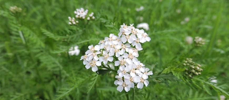 milenrama - hierba emenagoga