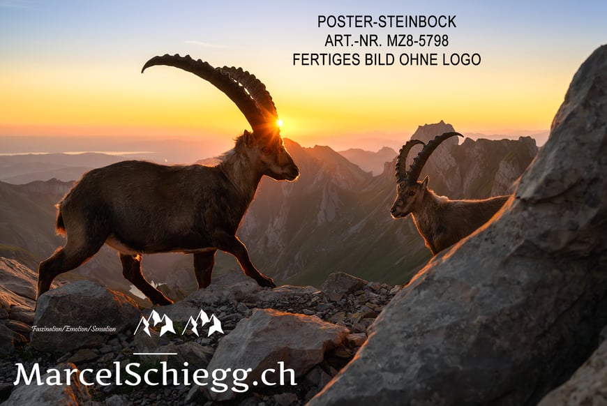 Poster, Steinbock, Poster Steinbock, Marcel Schiegg