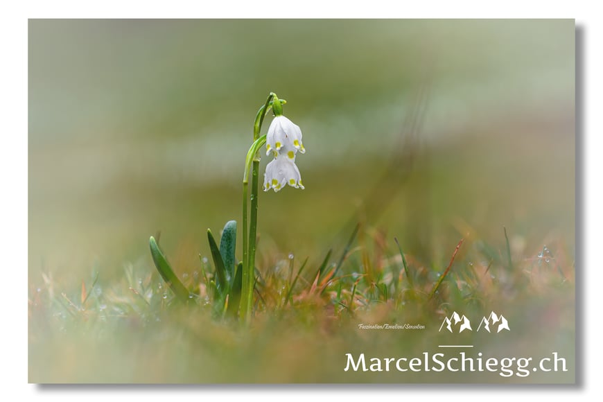 Marcel Schiegg, Fotografie, Blumen, Pflanzen, Alpenblumen, Alpenflora, Märzenbecher, Märzbecher, Märzglöckchen, Schneeglöckchen, Alpstein, Appenzell, Schweiz