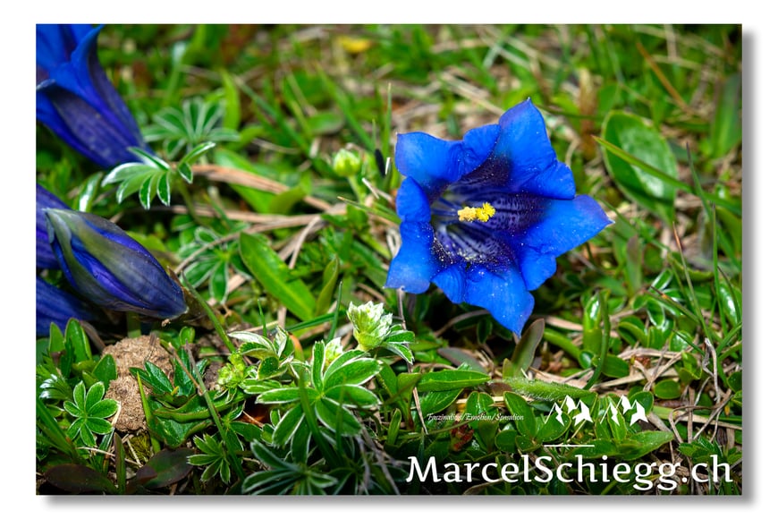 Marcel Schiegg, Fotografie, Blumen, Pflanzen, Alpenblumen, Alpenflora, Enzian, Grossblütiger Enzian, Bergenzian, Alpstein, Appenzell, Schweiz