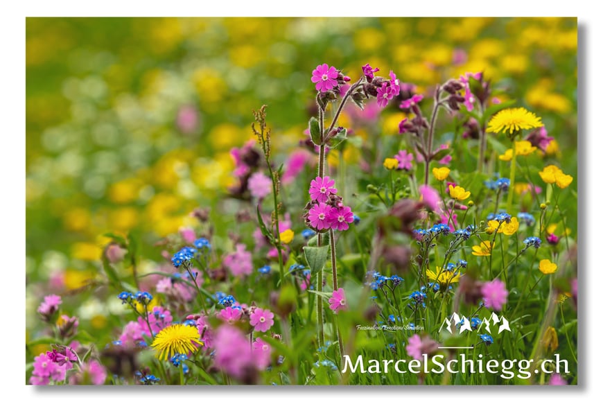Marcel Schiegg, Fotografie, Blumen, Pflanzen, Alpenblumen, Alpenflora, Rote Lichtnelke, Alpstein, Appenzell, Schweiz