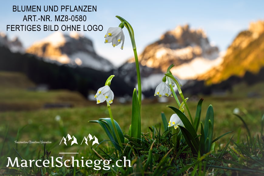 Marcel Schiegg, Fotografie, Natur, Blumen und Pflanzen, Alpstein, Appenzell, Schweiz