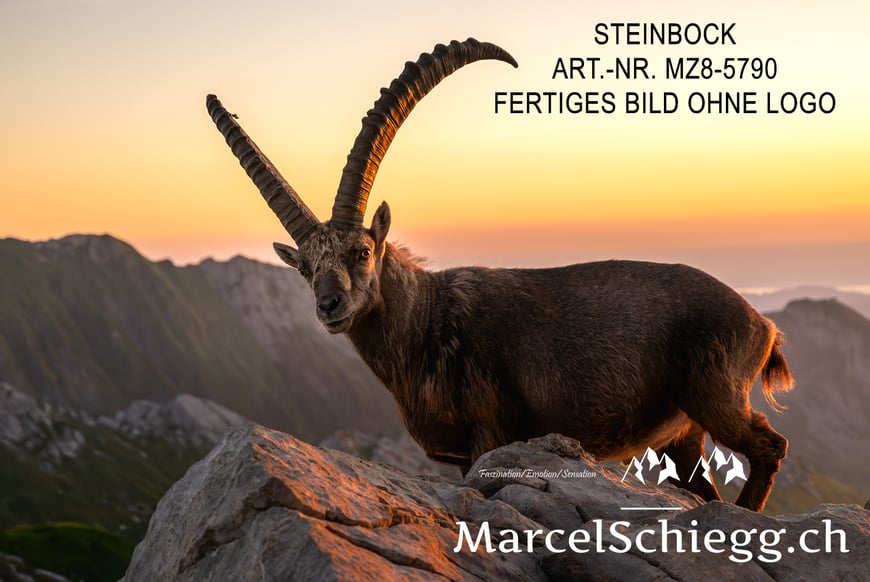 Marcel Schiegg, Fotografie, Steinbock, Steinböcke, Wandbild, Leinwandbild, Alu Dibond, Fine Art, Marcel Schiegg Fotografie