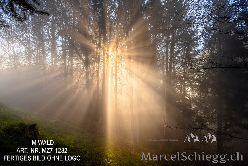 Marcel Schiegg, Fotografie, Natur, Wald, Alpstein, Appenzell, Schweiz, Marcel Schiegg Fotografie