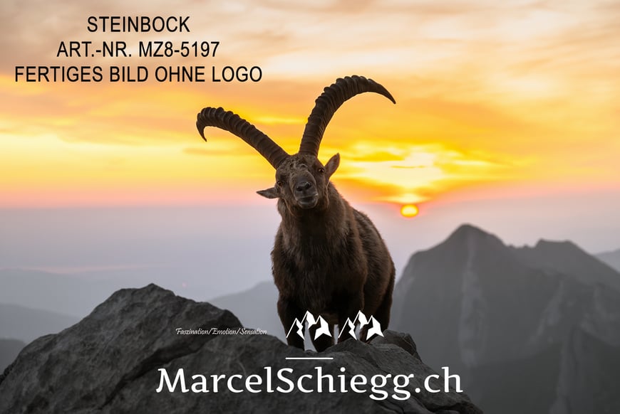 Marcel Schiegg, Fotografie, Steinbock, Steinböcke, Wandbild, Leinwandbild, Alu Dibond, Fine Art, Marcel Schiegg Fotografie