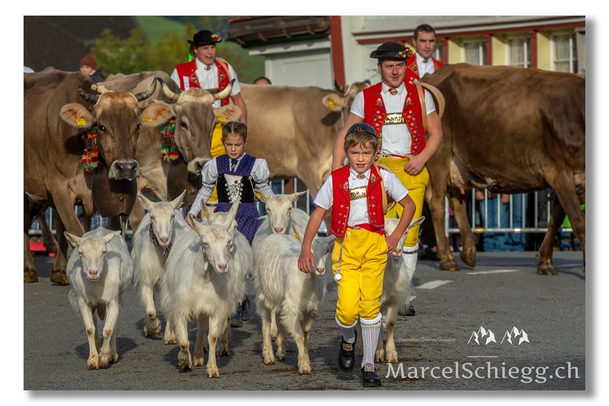 Marcel Schiegg, Marcel Schiegg Fotografie, Vechschau, Viehschau, Appenzell, Appenzellerland, Braunvieh, Kühe, Ziegen, Tracht, Trachten, Tradition, Brauchtum, Hornkühe, Senntumschellen
