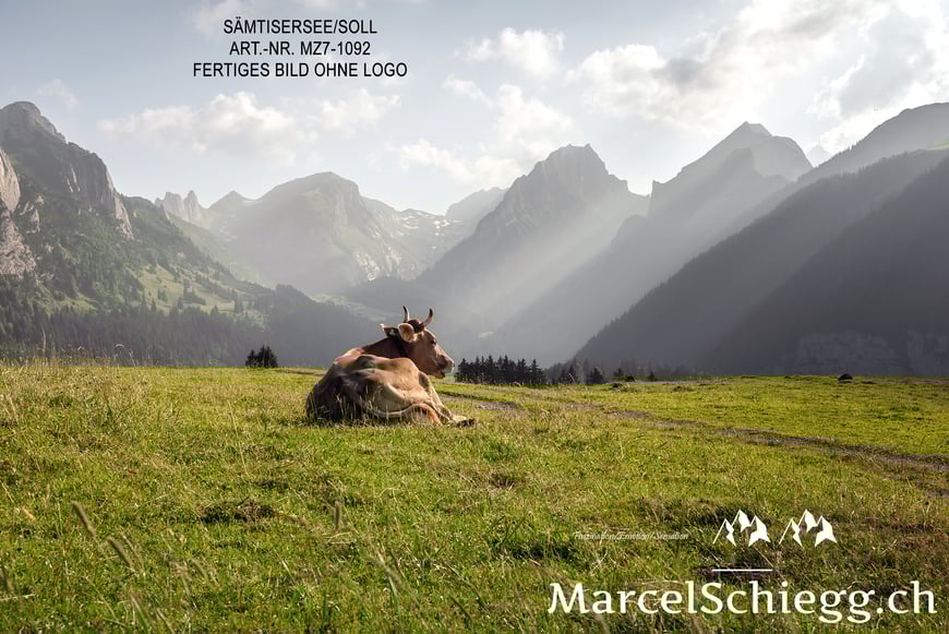 Marcel Schiegg, Fotografie, Sämtisersee, Plattenbödeli, Alpstein, Appenzell, Appenzellerland, Schweiz, Hornkuh, Alp Soll