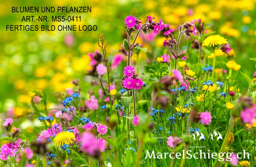 Marcel Schiegg, Fotografie, Natur, Blumen und Pflanzen, Alpstein, Appenzell, Schweiz