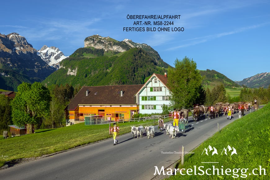 Marcel Schiegg, Fotografie, Brauchtum, Tradition, Alpfahrt, Öberefahre, Alpaufzug, Alpabzug, Alpstein, Appenzell, Schweiz