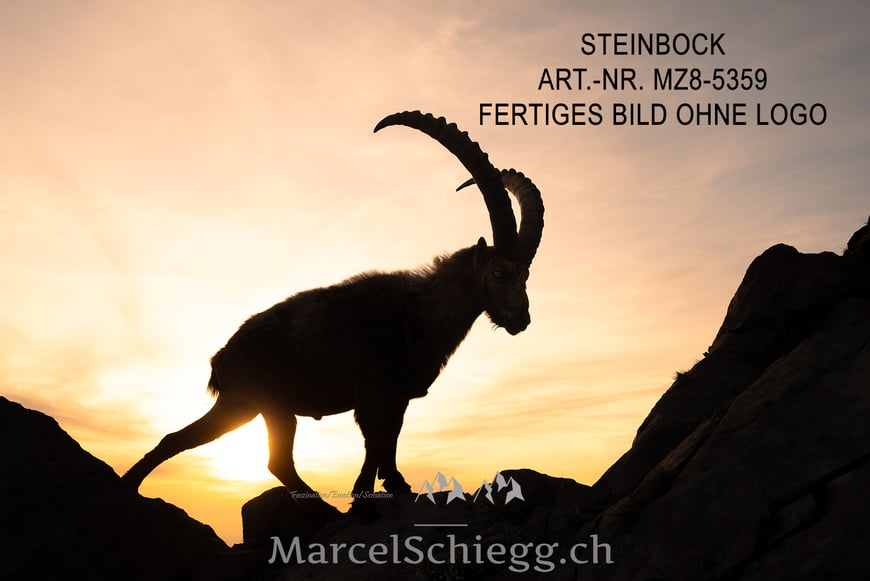 Steinbock, Steinböcke, Alpensteinbock, Marcel Schiegg