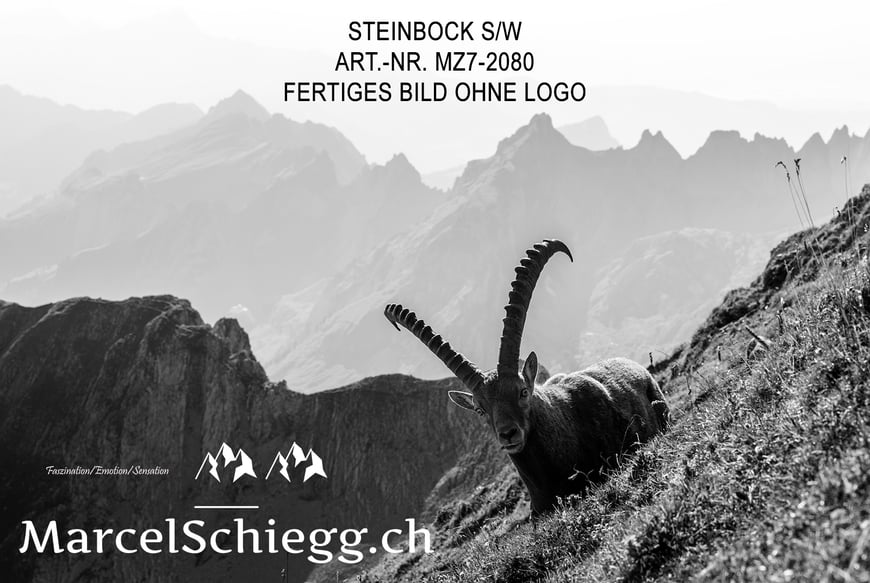 Marcel Schiegg, Fotografie, Natur, Blumen und Pflanzen, Alpstein, Appenzell, Schweiz