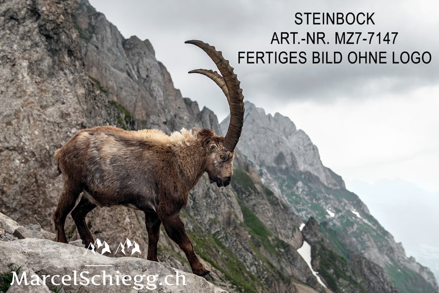 Marcel Schiegg, Steinbock, Steinböcke, Alpensteinbock