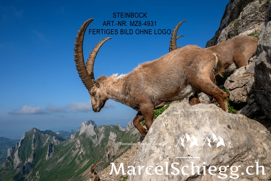 Steinbock, Steinböcke, Alpensteinbock, Marcel Schiegg