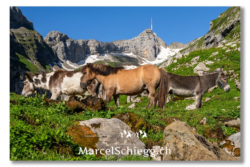 Berggasthaus Mesmer, Mesmer, Alpstein, Appenzell, Marcel Schiegg, Säntis