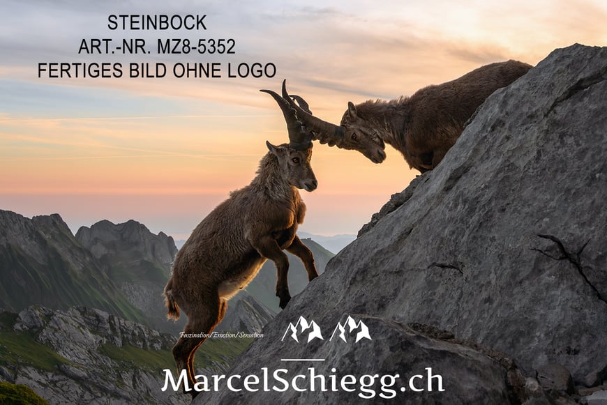 Steinbock, Steinböcke, Alpensteinbock, Marcel Schiegg