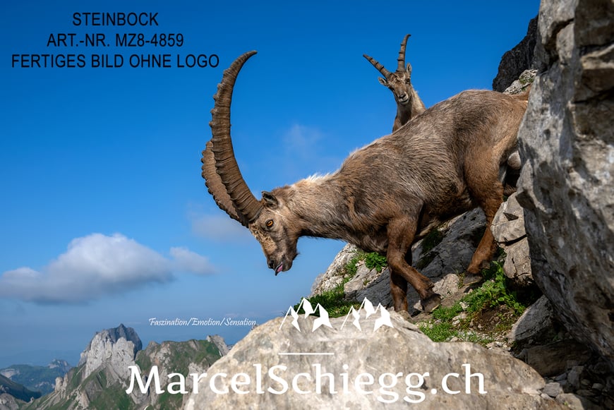 Steinbock, Steinböcke, Alpensteinbock, Marcel Schiegg