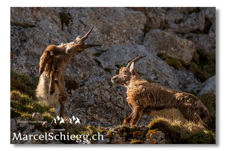 Steinböcke in Action - Steinbock/Alpstein Art.-Nr. MZ8-4025/25