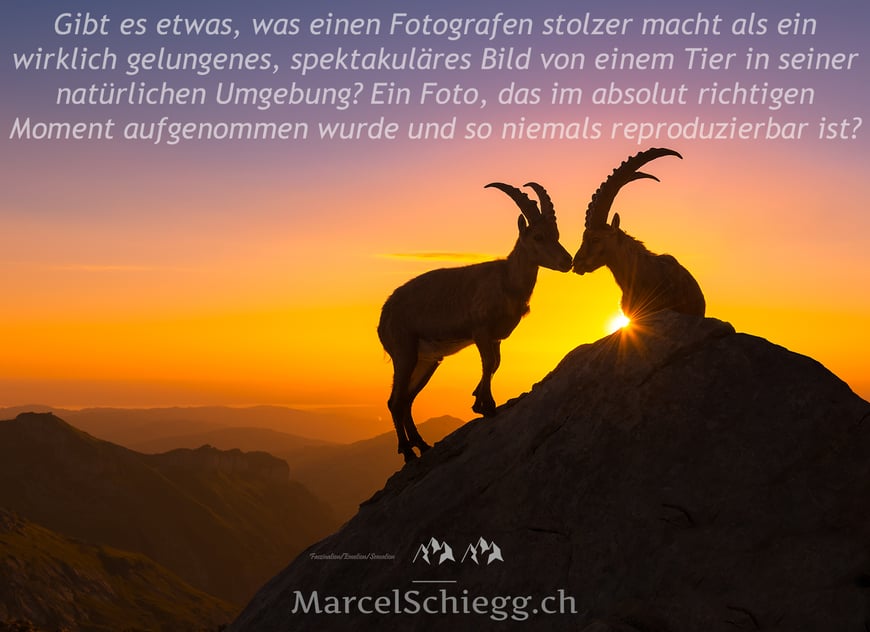 Marcel Schiegg, Marcel Schiegg Fotografie, Alpensteinbock, Alpstein, Appenzell, Appenzellerland, Sonnenaufgang, Steinbock, Wildlife, Rotsteinpass