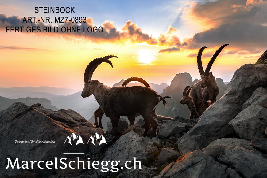 Marcel Schiegg, Fotografie, Steinbock, Steinböcke, Sonnenaufgang, Wandbild, Leinwandbild, Marcel Schiegg Fotografie, Rotsteinpass