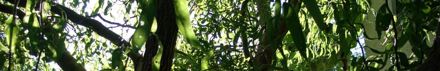 Textplantage_Angebot