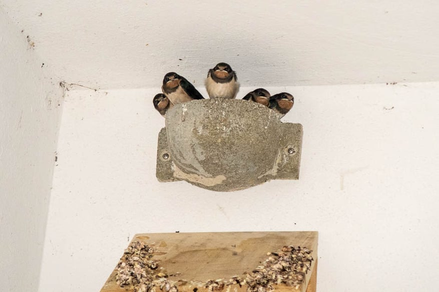 Erstmalig erfolgreiche Brut am Holztechnischen Museum (Foto: Juretzky)