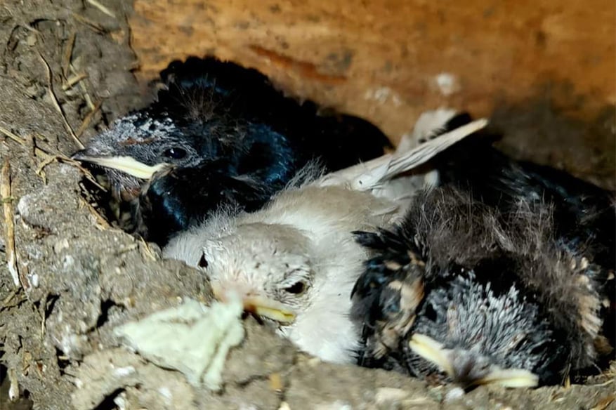 Extreme Seltenheit - Albino Rauchschwalbe in der Gemeinde Halfing (Foto: Ilko Halev)