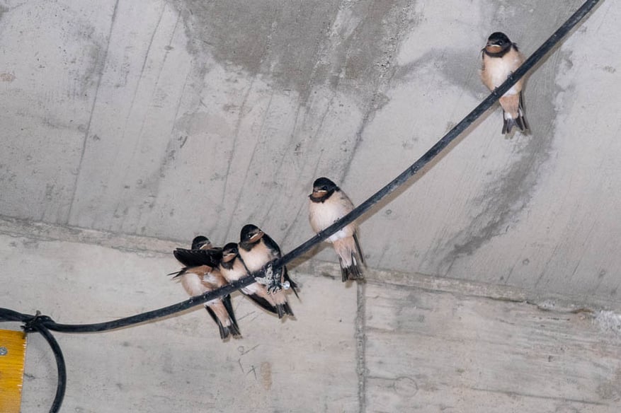 Bruterfolg trotz Umbaumaßnahmen (Foto: Juretzky)