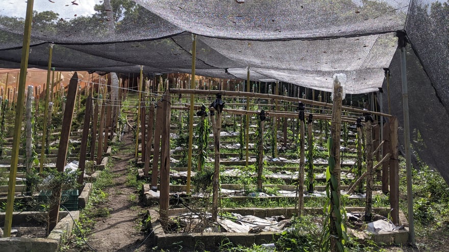 Vanille Pflanzen Orchideen Plantage Papantla