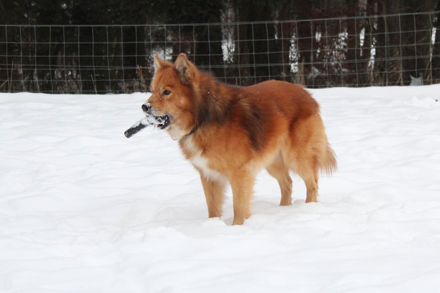 Lapinkoira-Rüde Mikko 2012