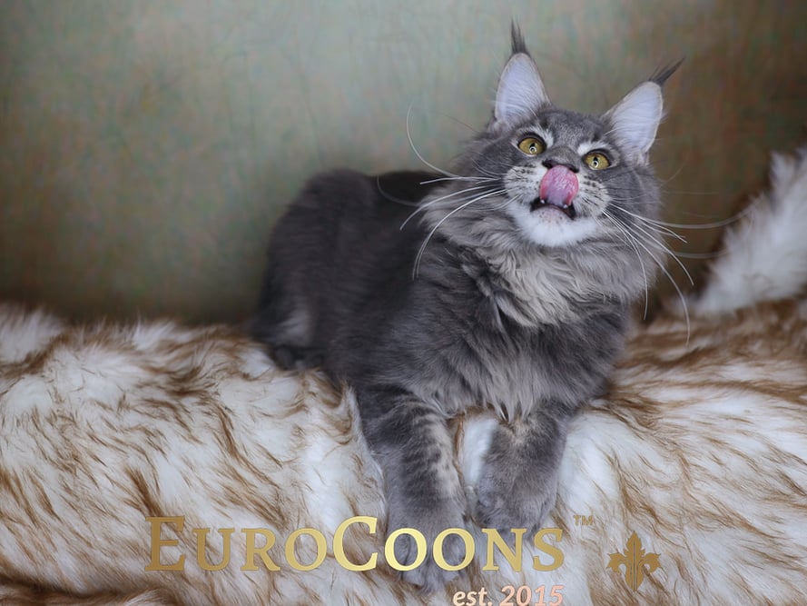 Maine Coon Cats For Sale USA | Maine Coon Kittens For Sale USA