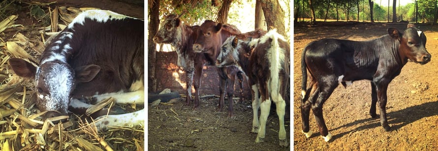 Jafuta Foundation - Community - Nguni Cattle breeding - Zimbabwe