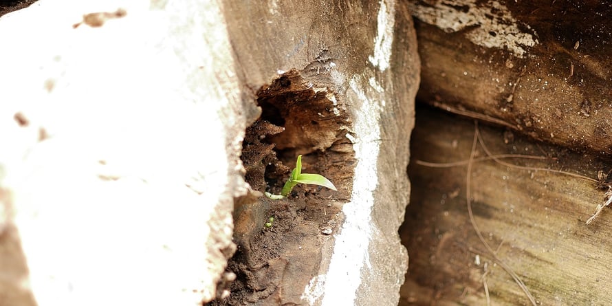 アンドウッド 無垢フローリング 新潟 調達記 andwood インドネシア チーク