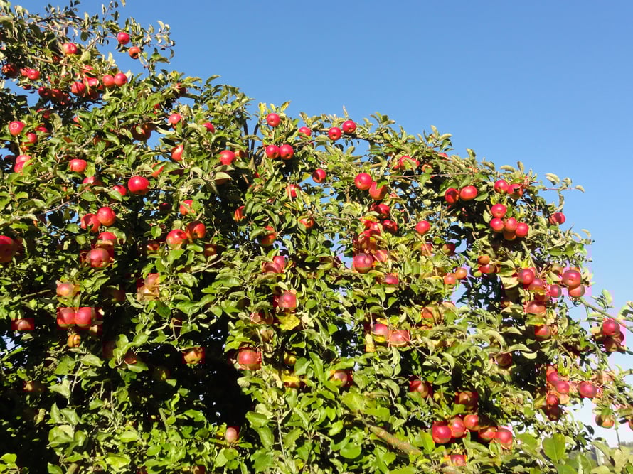 Eine alte Sorte: Der Lagerapfel Freiherr von Berleptsch