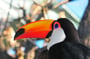 THE toucan !
