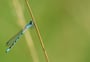 Enallagma cyathigerum _Agrion porte-coupe_ (Photo Alain Tessier)