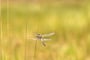 Libellula quadrimaculata _ libellule à quatre taches _ (Photo Alain Tessier)