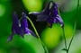 Aquilegia vulgaris