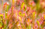 Drosera rotundifolia. (Photo Alain Tessier)
