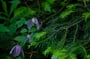 Clematis alpina