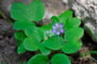 Hepatica nobilis