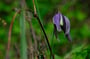 Clematis alpina