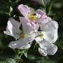 Rosa canina - Hundsrose