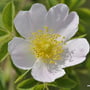 Rosa corymbifera - Busch-Rose