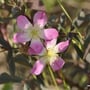 Rosa glauca - Bereifte Rose