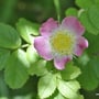 Rosa rubiginosa - Weinrose