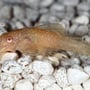 Ancistrus 