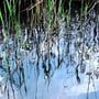 Schilf spiegelt sich im Lobauwasser