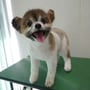 短くカットしたパピヨン　竹田ショウちゃん