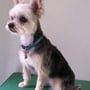 ヨーキーとチワワのMix・サマーカットの岡元ベリーちゃん
