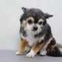 短い毛にあわせて全身カットのロングチワワ　樋口ライムちゃん
